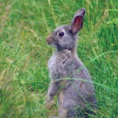 Kaningård 11 Maj. 🐰