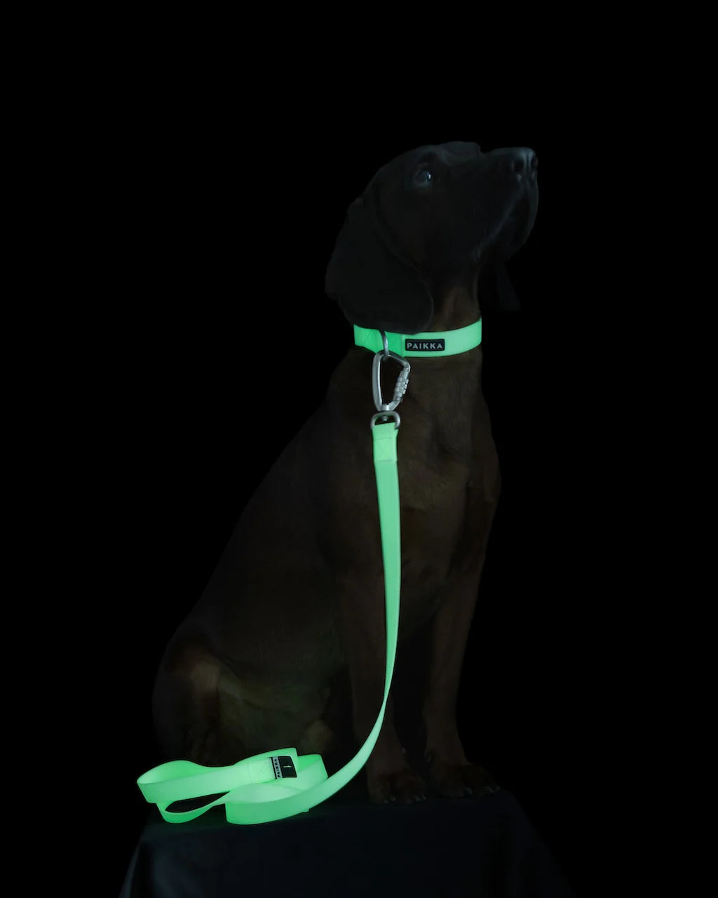 Paikka Glow Leash Selvlysende