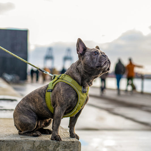 Comfort Walk Go™ Hundesele fra DOG Copenhagen