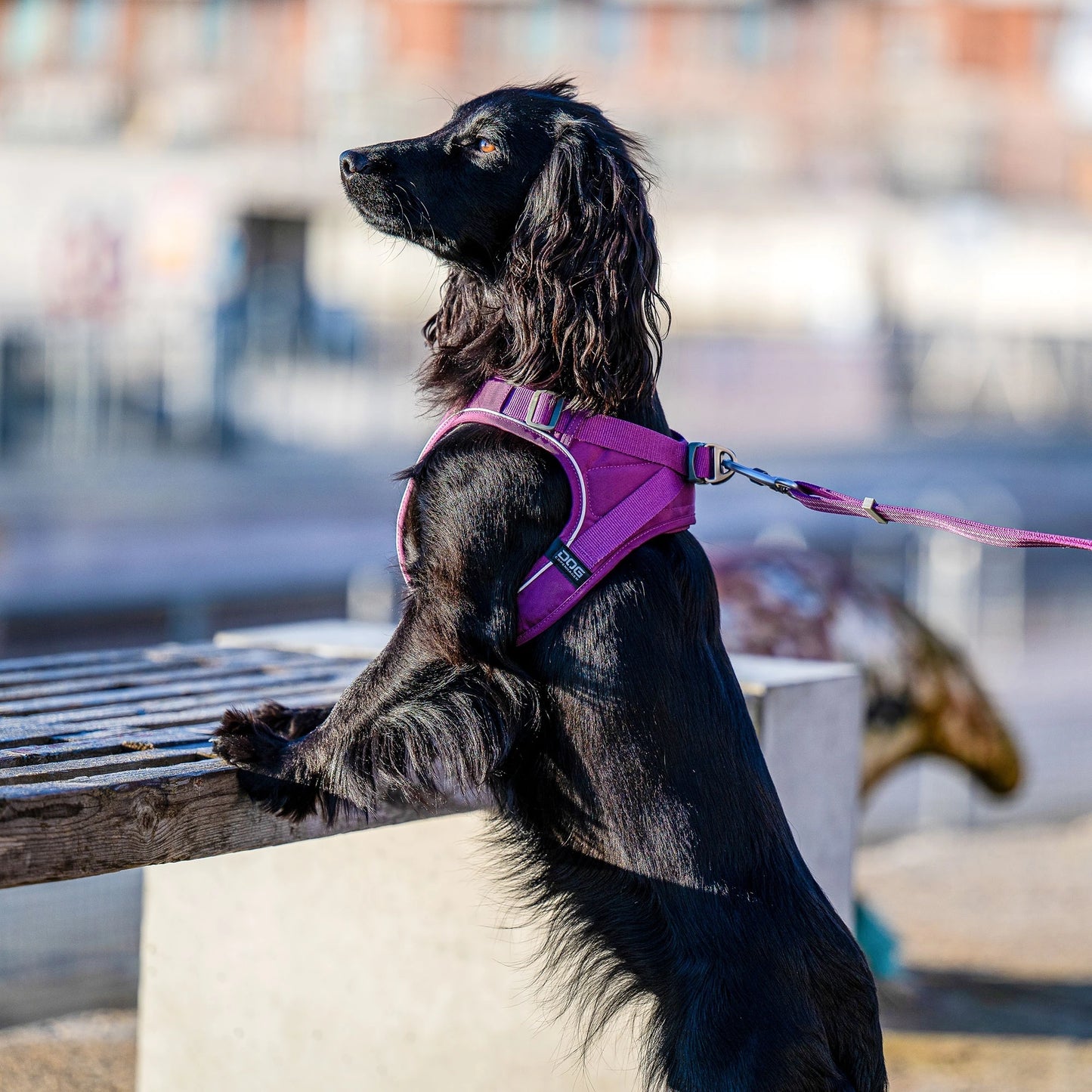 Comfort Walk Go™ Hundesele fra DOG Copenhagen