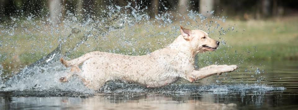 Emnetræning: Vandtræning for jagthunde & Retriever